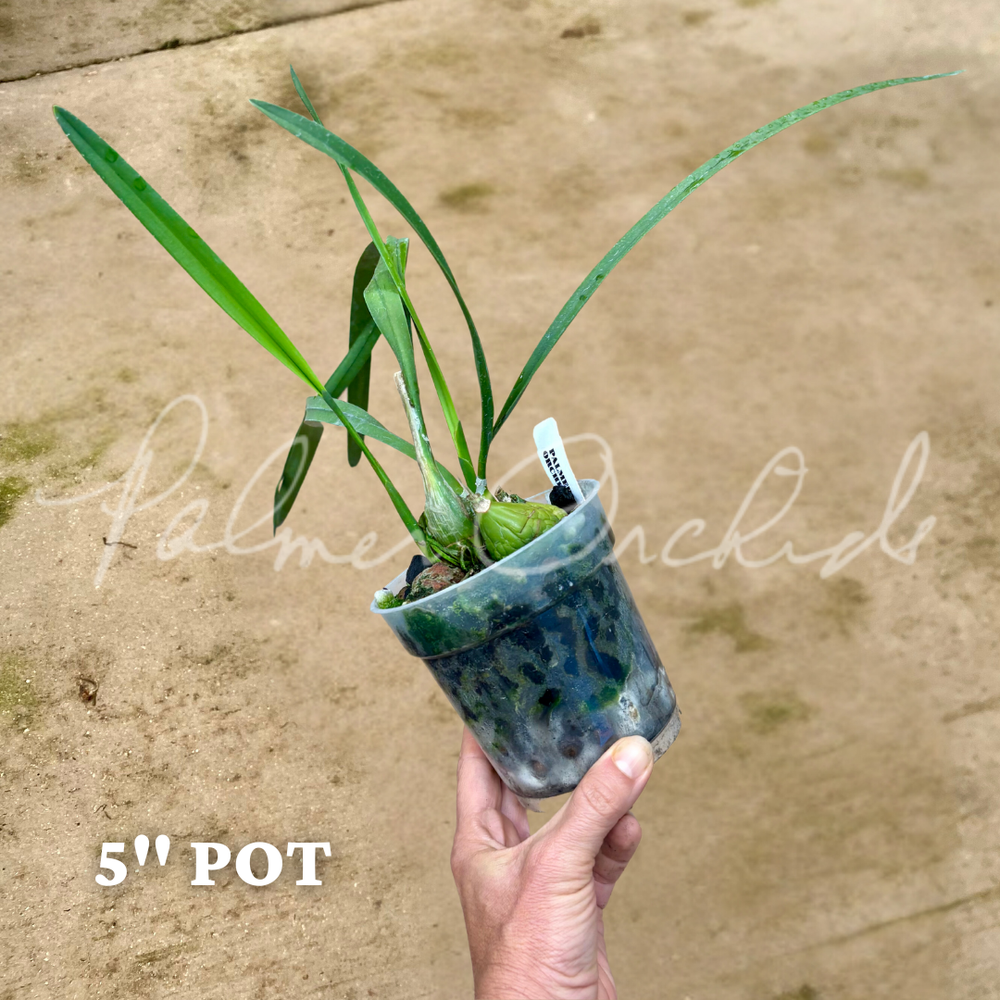 Encyclia randii alba — Palmer Orchids